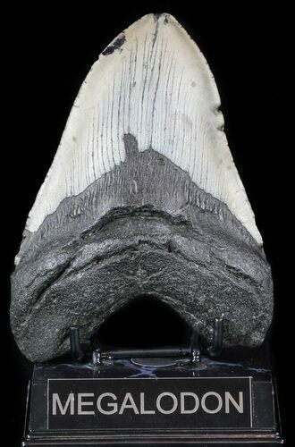Bargain, Megalodon Tooth - North Carolina #59027